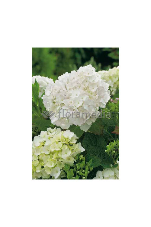 Hortensja ogrodowa 'Soeur Therese' | Hydrangea macrophylla