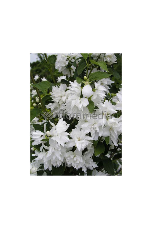 Jaśminowiec 'Schneestrum' | Philadelphus