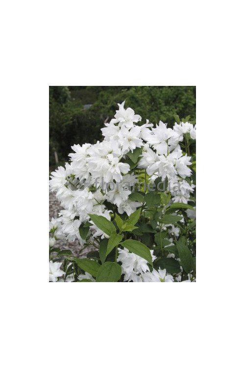 Jaśminowiec 'Schneestrum' | Philadelphus