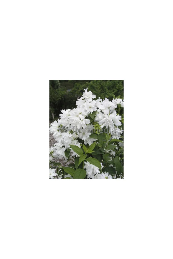 Jaśminowiec 'Schneestrum' | Philadelphus