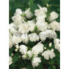 Jaśminowiec 'Schneestrum' | Philadelphus