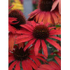 Jeżówka 'Fountain Red' Echinacea