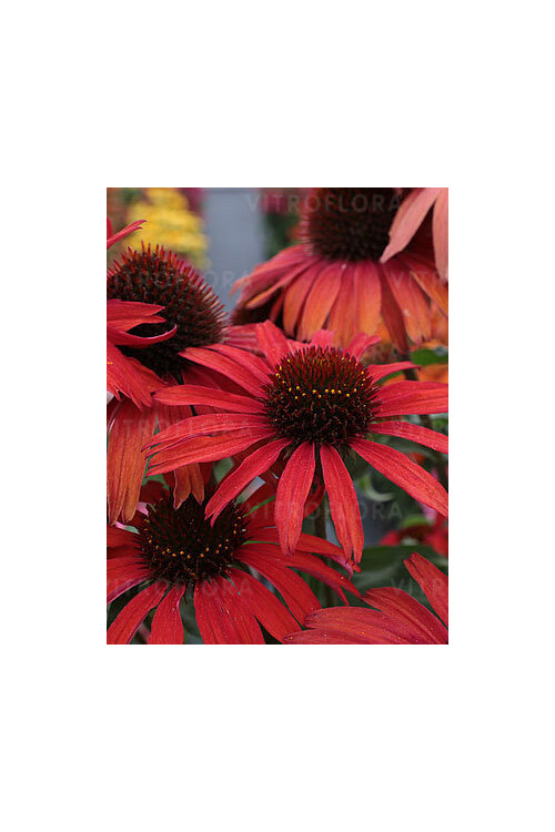 Jeżówka 'Fountain Red' Echinacea