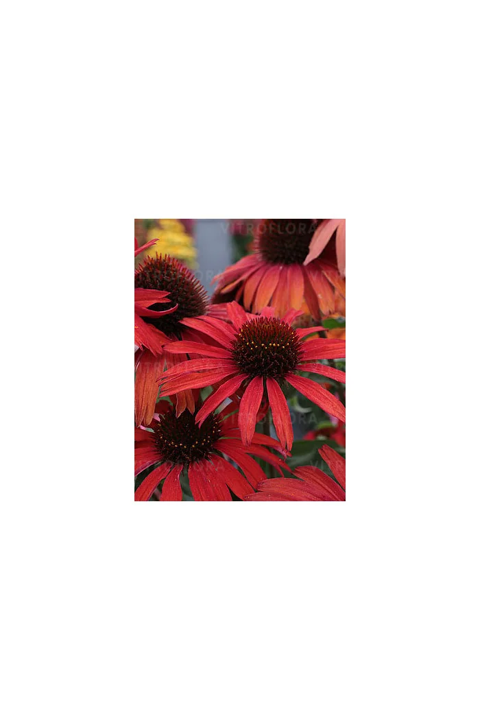 Jeżówka 'Fountain Red' Echinacea