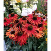 Jeżówka 'Fountain Red' Echinacea