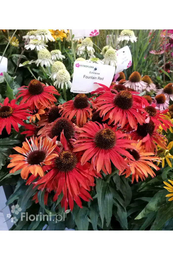 Jeżówka 'Fountain Red' Echinacea