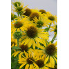 Jeżówka 'Fountain Yellow' Echinacea