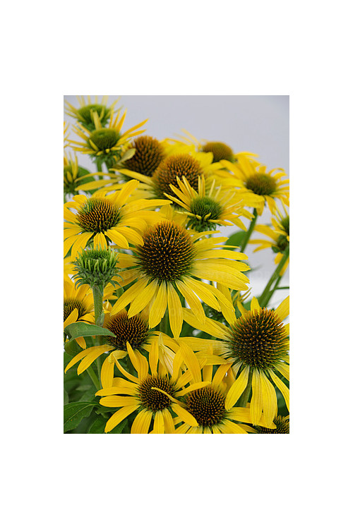 Jeżówka 'Fountain Yellow' Echinacea