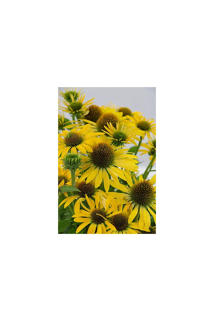 Jeżówka 'Fountain Yellow' Echinacea