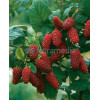 Malina 'Heritage' Rubus idaeus