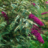 Budleja Dawida 'Harlequin' Buddleja dawidii
