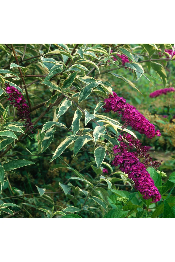 Budleja Dawida 'Harlequin' Buddleja dawidii