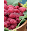 Malina 'Heritage' Rubus idaeus