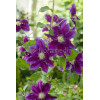 Powojnik 'Hania' | Clematis