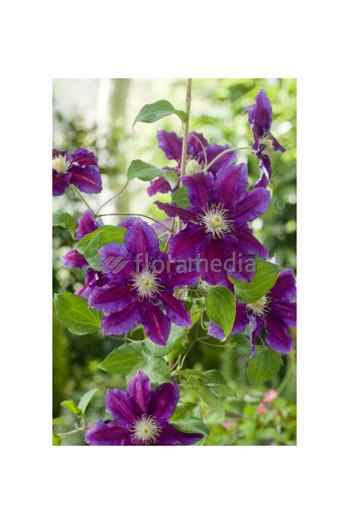 Powojnik 'Hania' | Clematis