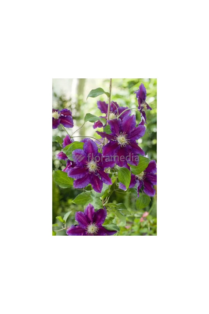 Powojnik 'Hania' | Clematis