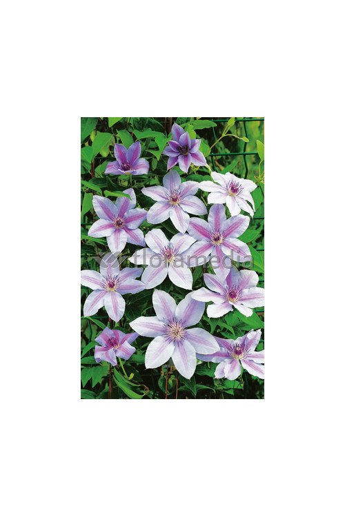 Powojnik 'Nely Moser' | Clematis
