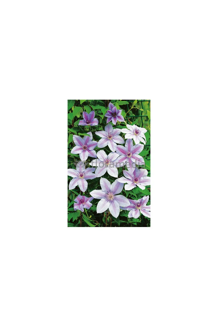 Powojnik 'Nely Moser' | Clematis