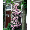 Powojnik 'Nely Moser' | Clematis