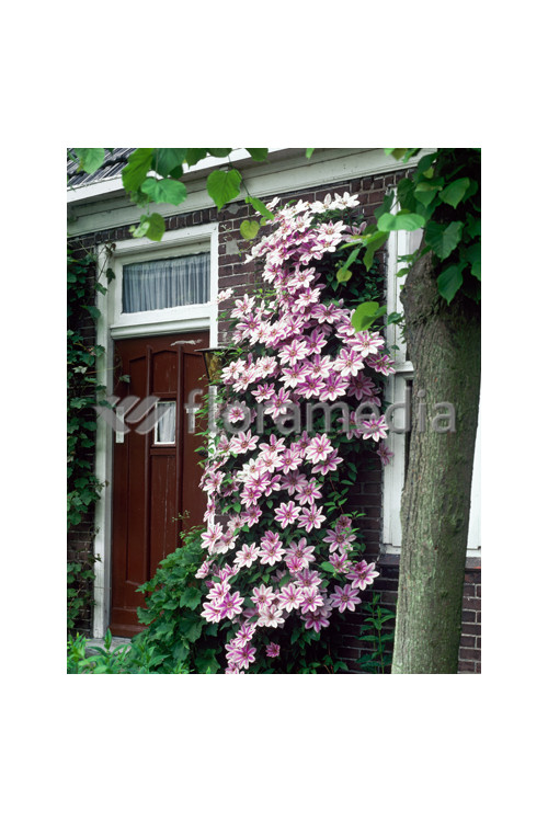 Powojnik 'Nely Moser' | Clematis