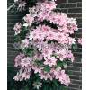 Powojnik 'Nely Moser' | Clematis