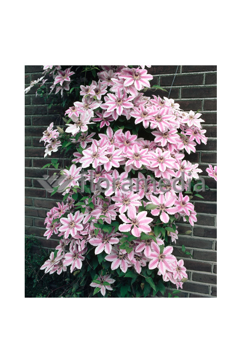Powojnik 'Nely Moser' | Clematis