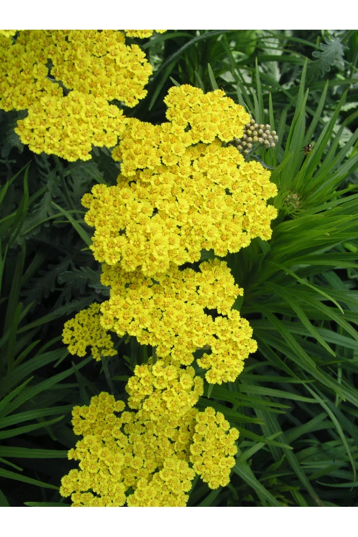 Krwawnik ogrodowy 'Moonshine' | Achillea millefolia
