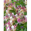 Wiciokrzew Heckrotta 'Variegata' | Lonicera x heckrotti