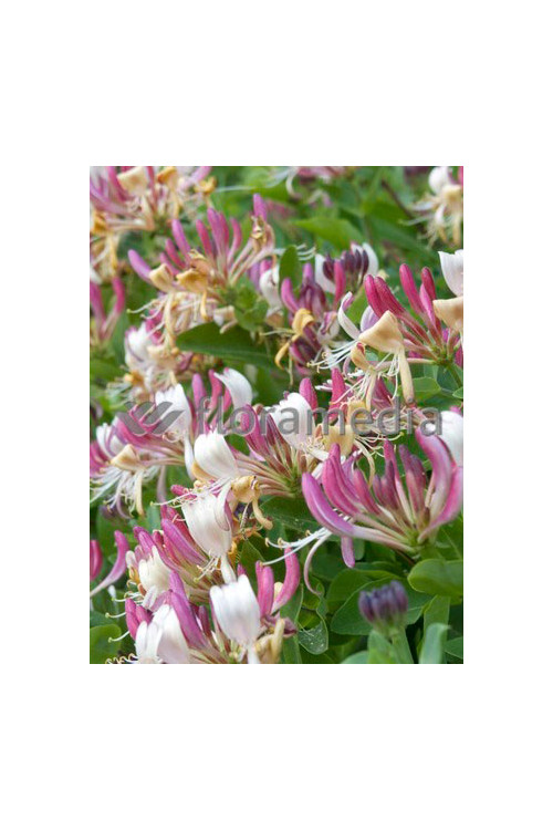 Wiciokrzew Heckrotta 'Variegata' | Lonicera x heckrotti