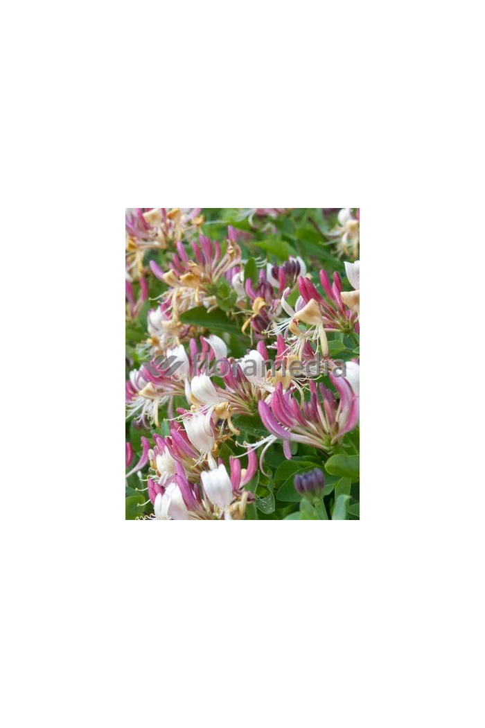 Wiciokrzew Heckrotta 'Variegata' | Lonicera x heckrotti