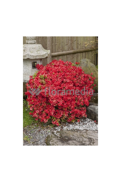 Azalia japońska 'Rubinstein' | Azalea japonica