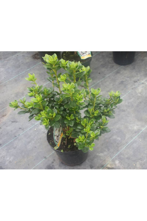 Azalia japońska 'Rubinstein' | Azalea japonica