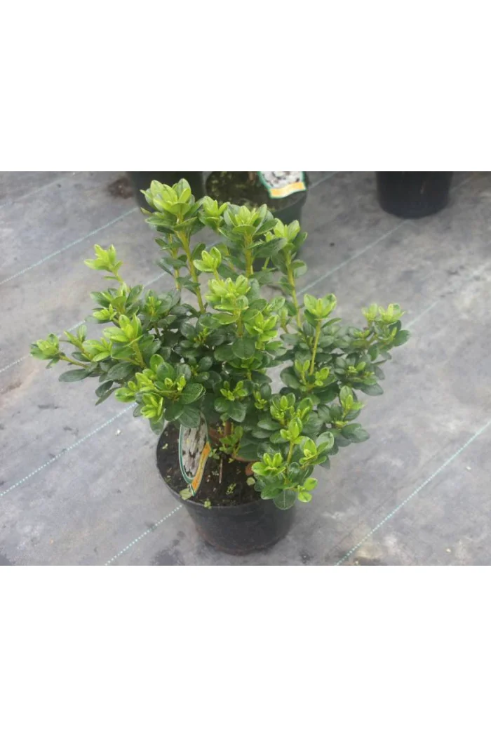 Azalia japońska 'Rubinstein' | Azalea japonica