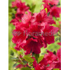 Azalia japońska 'Rubinstein' | Azalea japonica