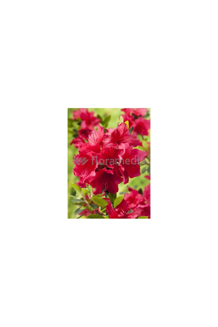 Azalia japońska 'Rubinstein' | Azalea japonica
