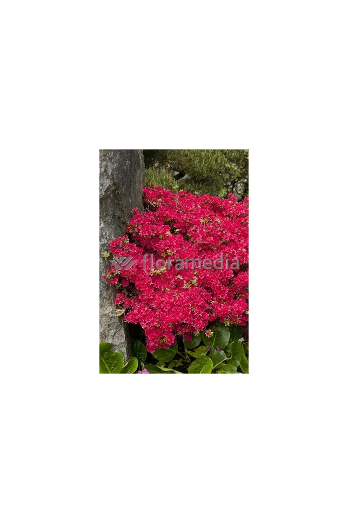 Azalia japońska 'Rubinstein' | Azalea japonica