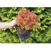 Berberys Thunberga 'Coral' | Berberis thunbergii