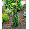 Cis pospolity 'Fastigiata Aurea' Taxus baccata