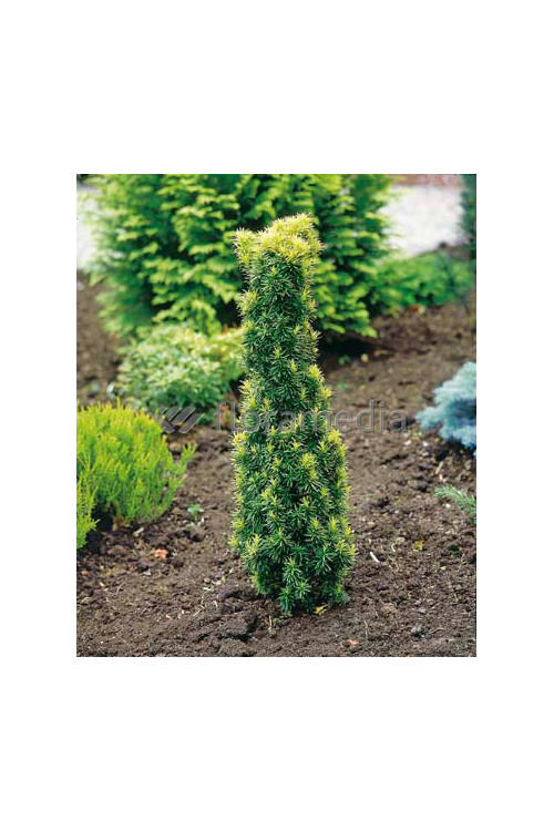 Cis pospolity 'Fastigiata Aurea' Taxus baccata