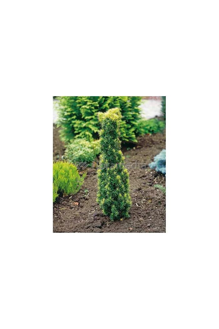 Cis pospolity 'Fastigiata Aurea' Taxus baccata