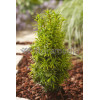 Cis pospolity 'Fastigiata Aurea' Taxus baccata