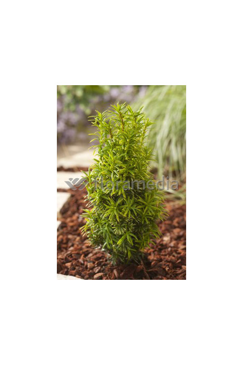 Cis pospolity 'Fastigiata Aurea' Taxus baccata