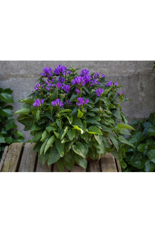 Dzwonek 'Genti Blue' | Campanula