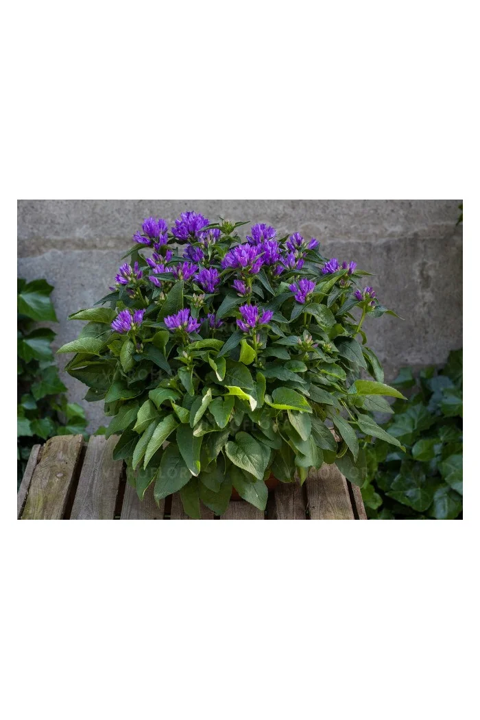 Dzwonek 'Genti Blue' | Campanula