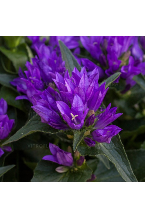 Dzwonek 'Genti Blue' | Campanula