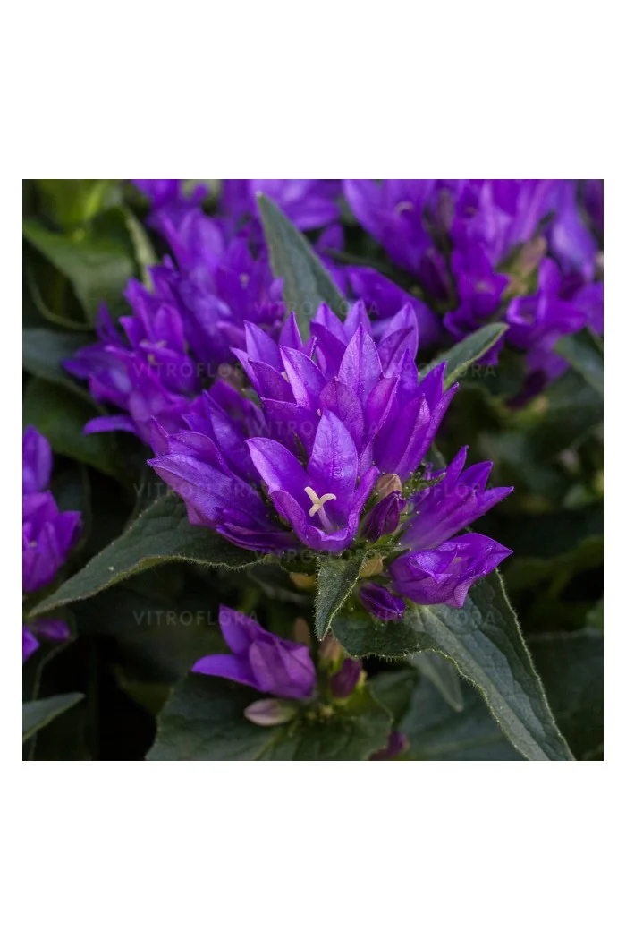 Dzwonek 'Genti Blue' | Campanula