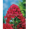 Floks wiechowaty 'Peacock Cherry Red' Phlox paniculata