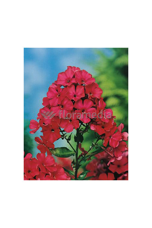 Floks wiechowaty 'Peacock Cherry Red' Phlox paniculata