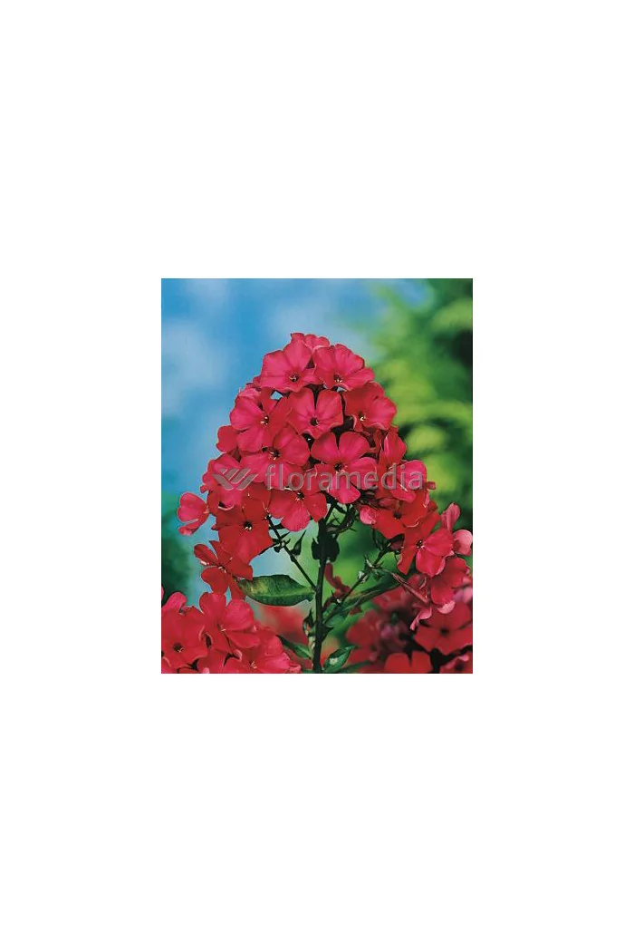 Floks wiechowaty 'Peacock Cherry Red' Phlox paniculata