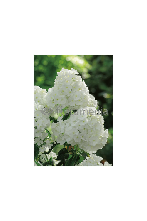 Floks wiechowaty 'Peacock White' | Phlox panniculata